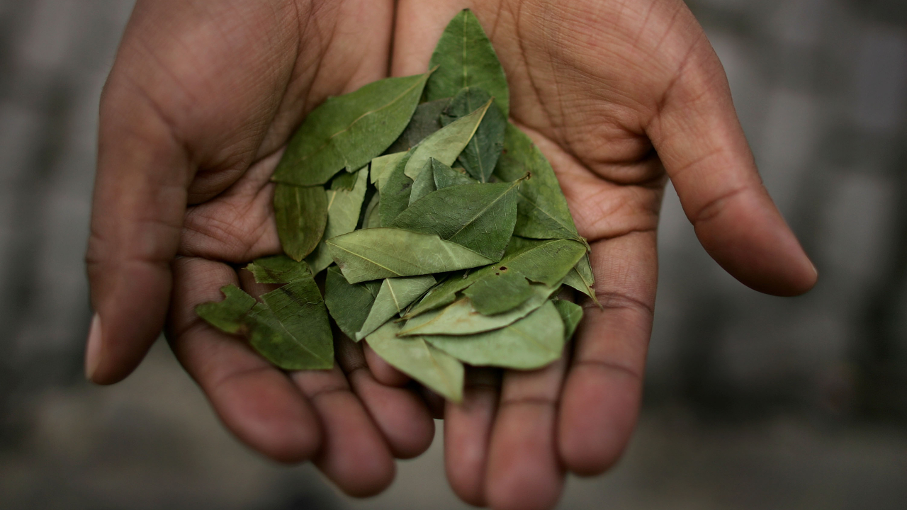 Governo colombiano pagará a quem arrancar plantas de coca no país