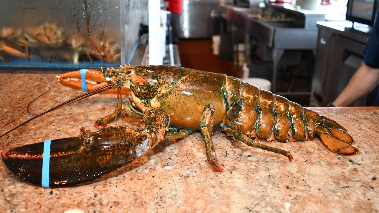 Lagosta centenária é libertada por restaurante nos EUA após anos em cativeiro