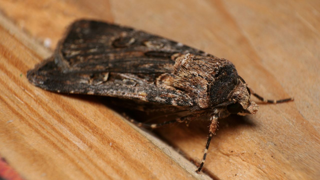Mariposas australianas usam o céu estrelado como uma bússola, segundo estudo