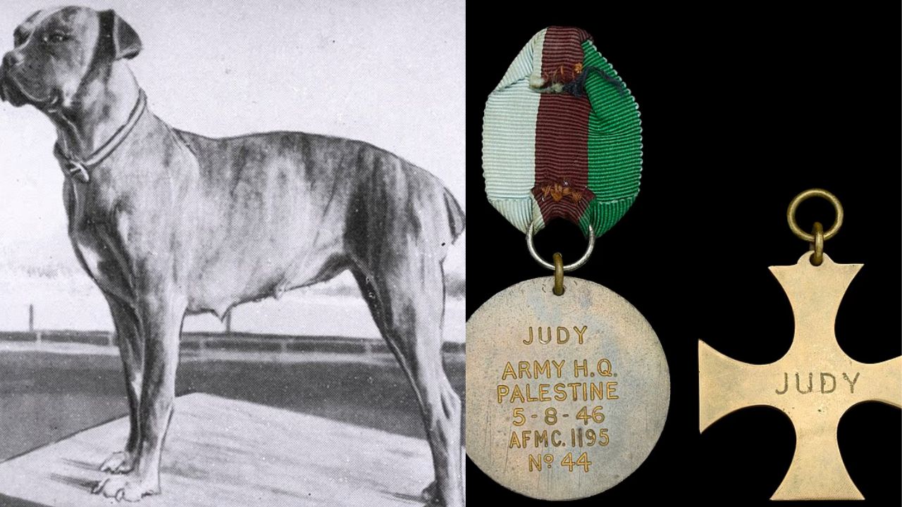 Medalha de cão que salvou oficiais britânicos em ataque é leiloada por R$ 166 mil