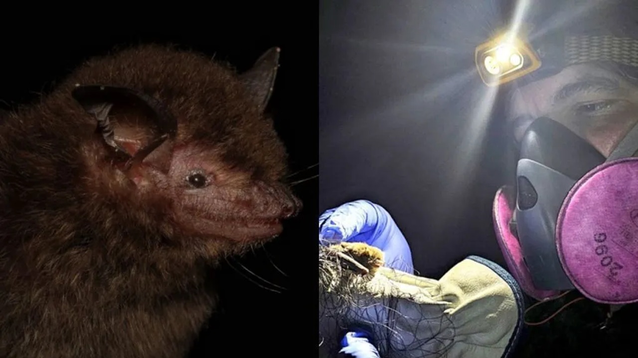 Nova espécie de morcego é descoberta por cientistas brasileiros no Pantanal