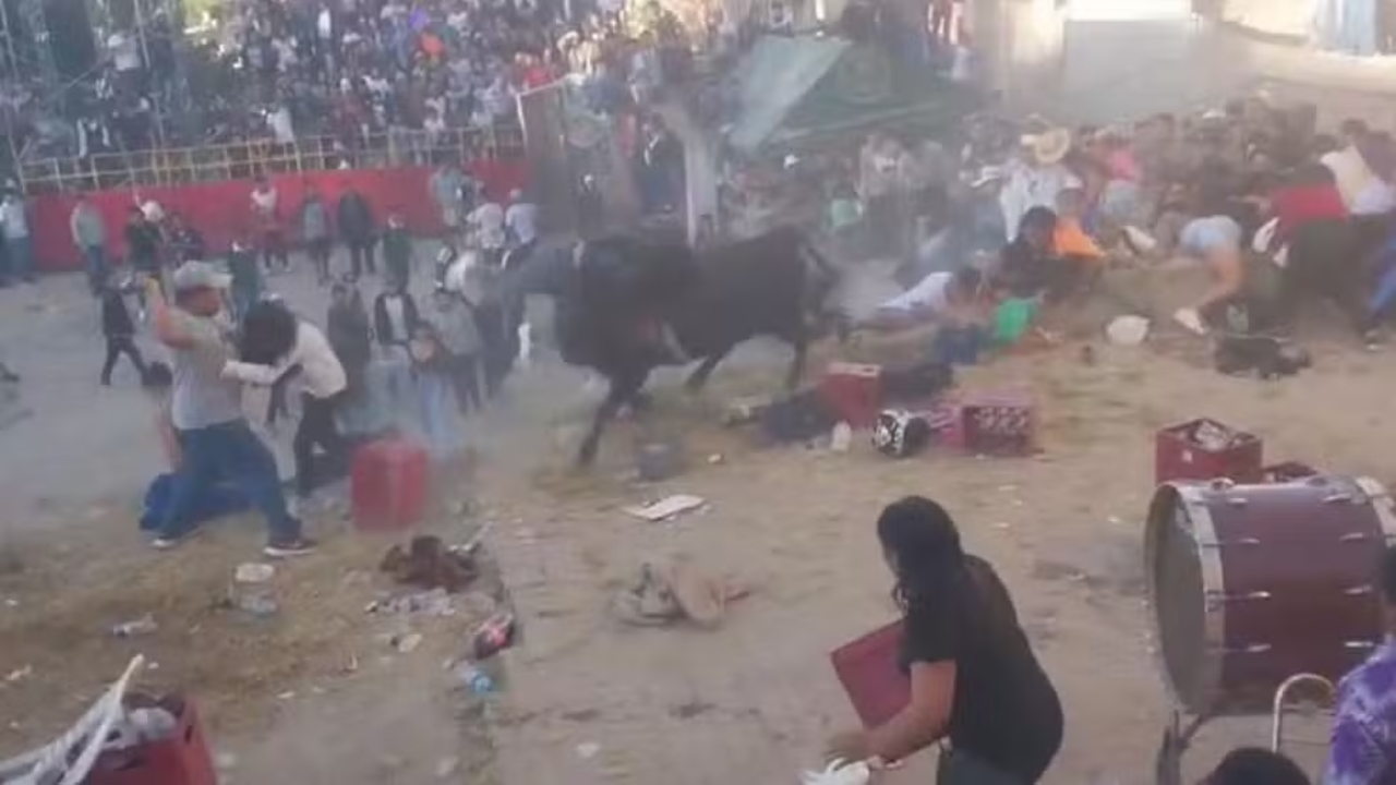 Durante celebração religiosa, touro escapa e deixa feridos no Peru