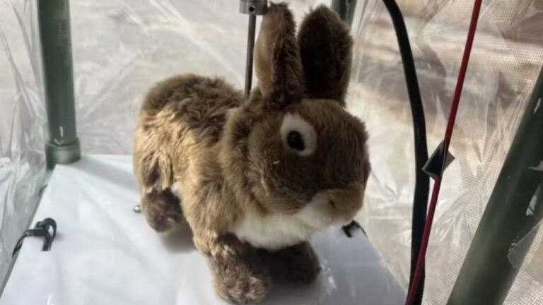 Cientistas usam coelhos de pelúcia para controlar população de pítons nos EUA