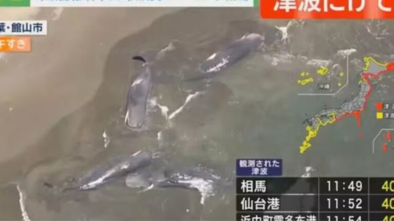 Baleias de grande porte encalham no litoral do Japão