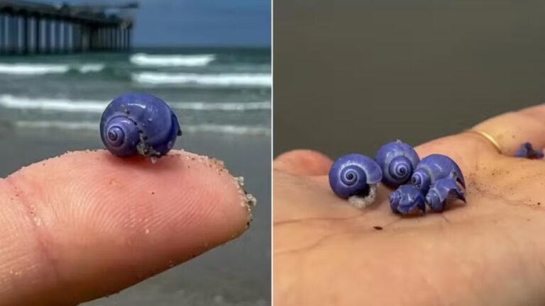 Estudante encontra raros caracóis roxos durante passeio em praia nos EUA