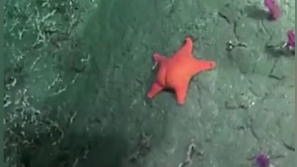 Imagem curiosa de estrela-do-mar com “nádegas” viraliza nas redes sociais