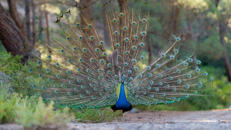 Pesquisadores revelam que penas de pavão podem amplificar luz