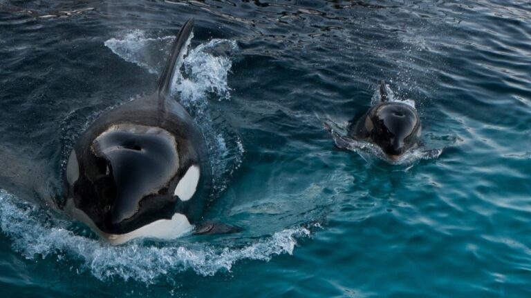 Orcas podem caçar em duplas e criar laços duradouros, diz estudo