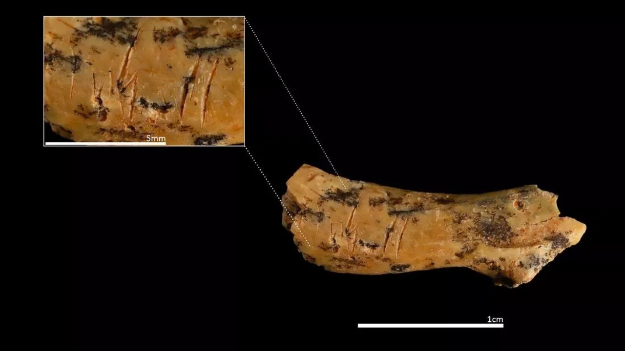 Criança decapitada há 850 mil anos revela novas evidências de canibalismo