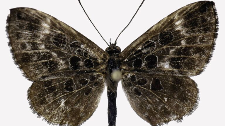 Nova espécie de borboleta amazônica descobre rara aliança com formigas