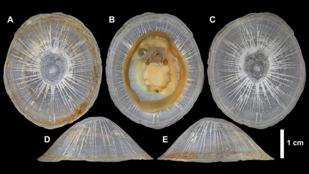 Caracol Gigante é descoberto a 6 km de profundidade no Pacífico