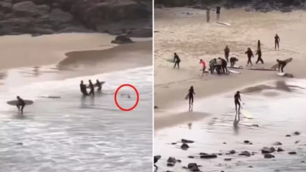 Brasileiro salva surfista atacado por tubarão na Austrália: ‘fiquei coberto de sangue’