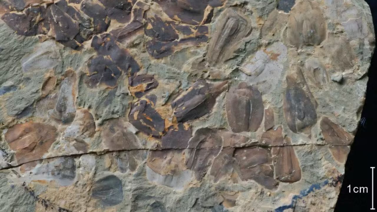 Fóssil preserva registros de extinção em massa ocorrida há mais de 250 milhões de anos