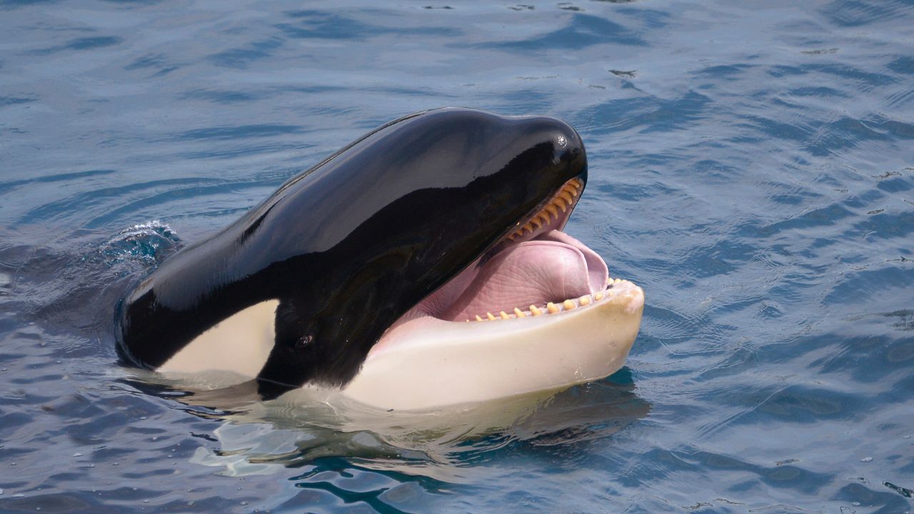 Orcas oferecem comida aos humanos para socializar, sugere estudo
