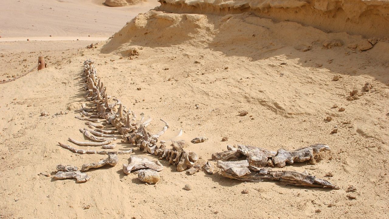 Wadi al-Hitan, o impressionante Vale das Baleias do Egito