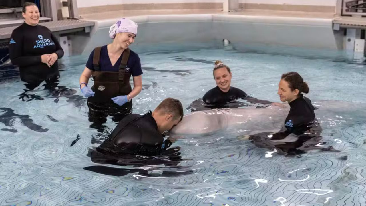 Aquário realiza cirurgia em beluga, a primeira a se recuperar de uma anestesia geral