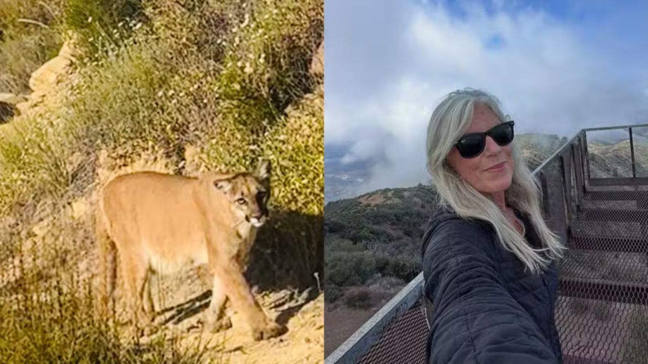 Alpinista grava encontro com puma em trilha e revela técnica para evitar ataques