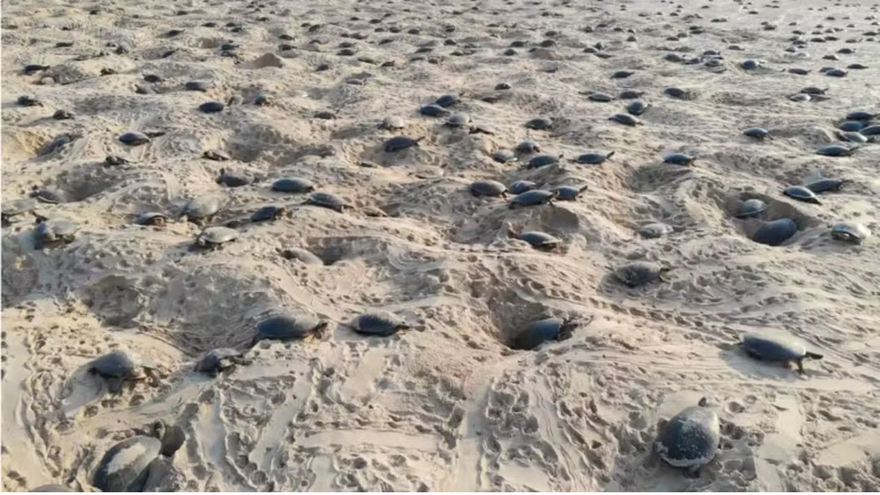Maior área de desova de tartarugas em todo o mundo é encontrado na Amazônia