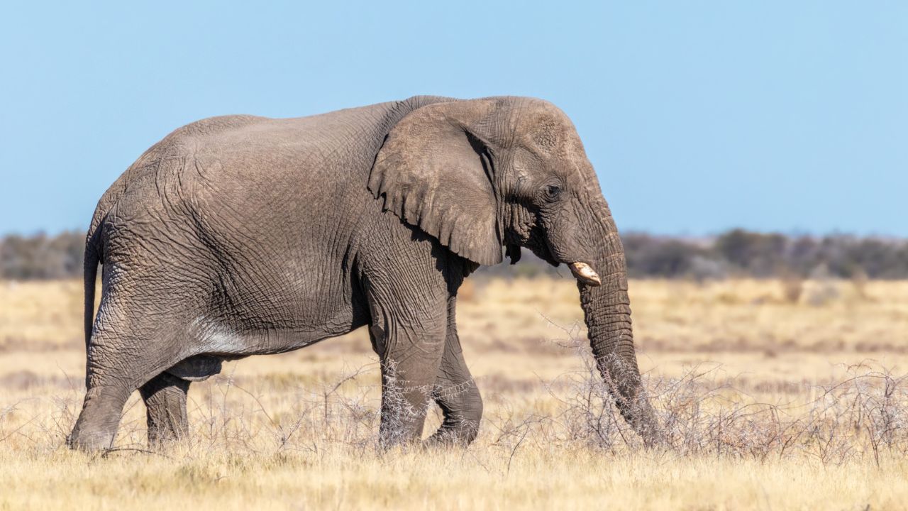 CEO de reserva de luxo na África do Sul morre após ataque de elefante