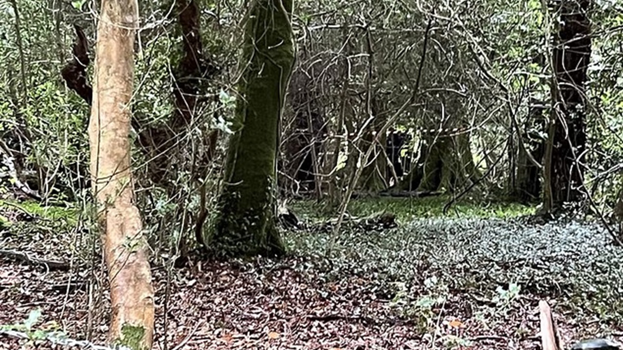 Polícia descobre apenas um corpo em floresta com ‘vários corpos’ no Reino Unido