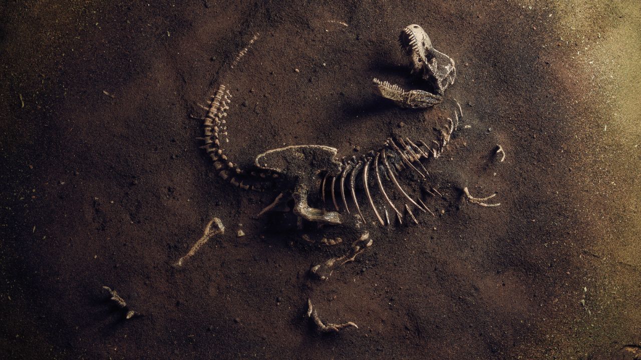 Proteínas de fósseis com milhões de anos revelam novidades sobre o passado evolutivo