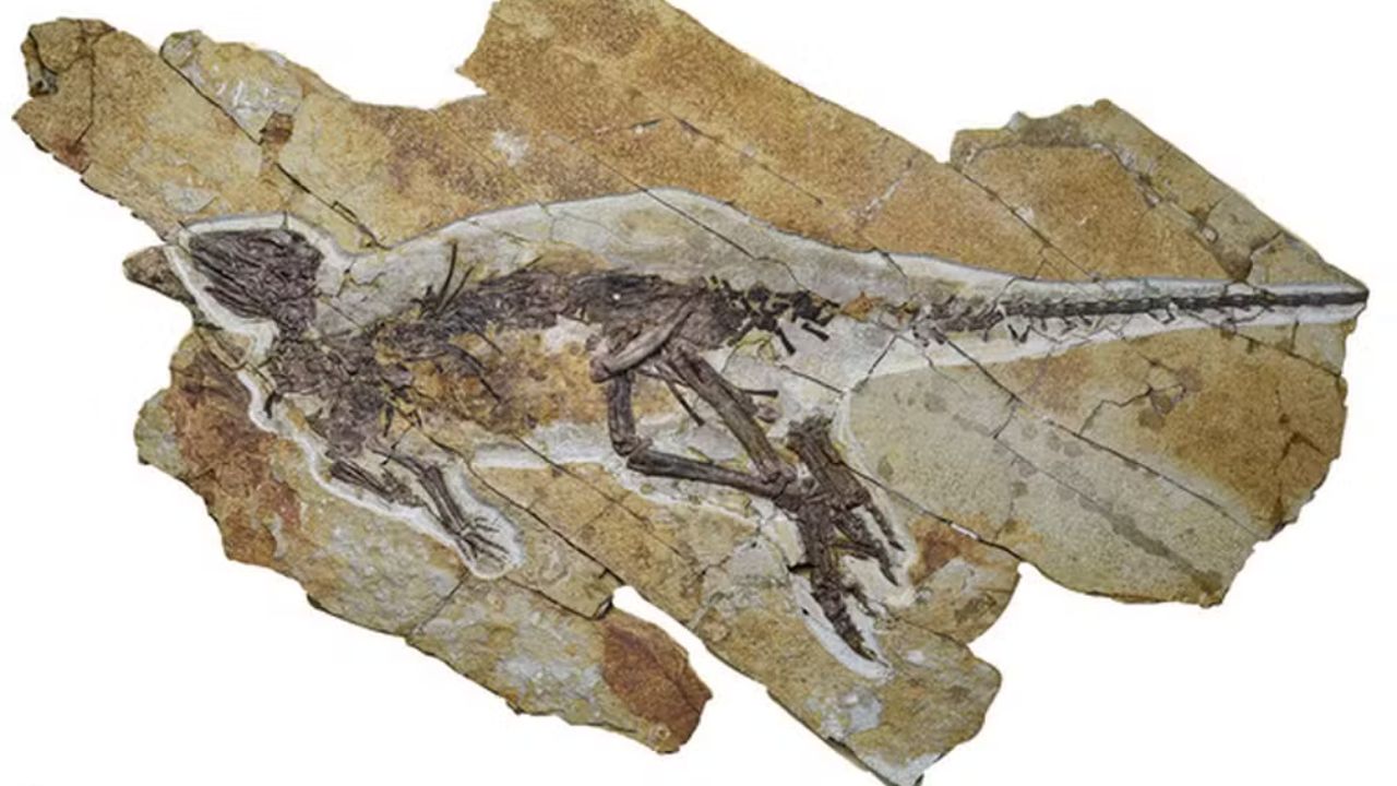 Nova descoberta sugere que rugido dos dinossauros pode ser mera invenção