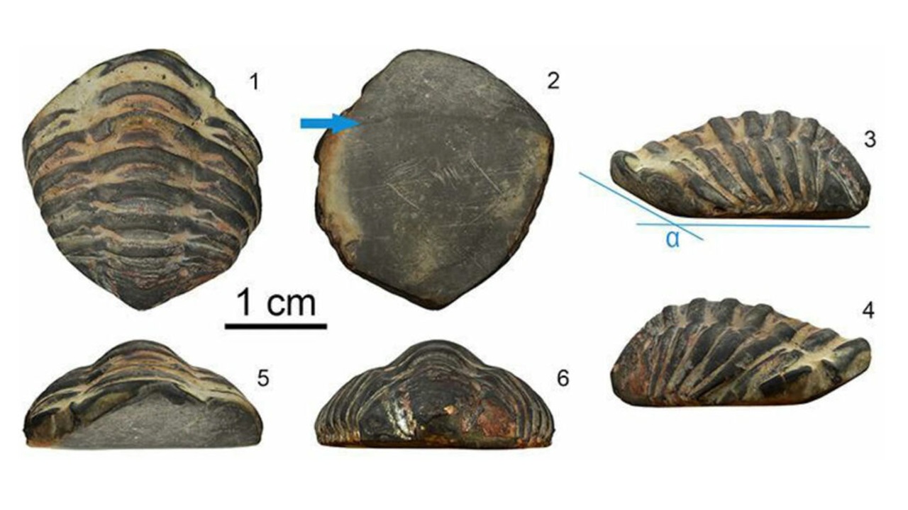 Descoberta de fóssil de trilobite revela riqueza cultural romana