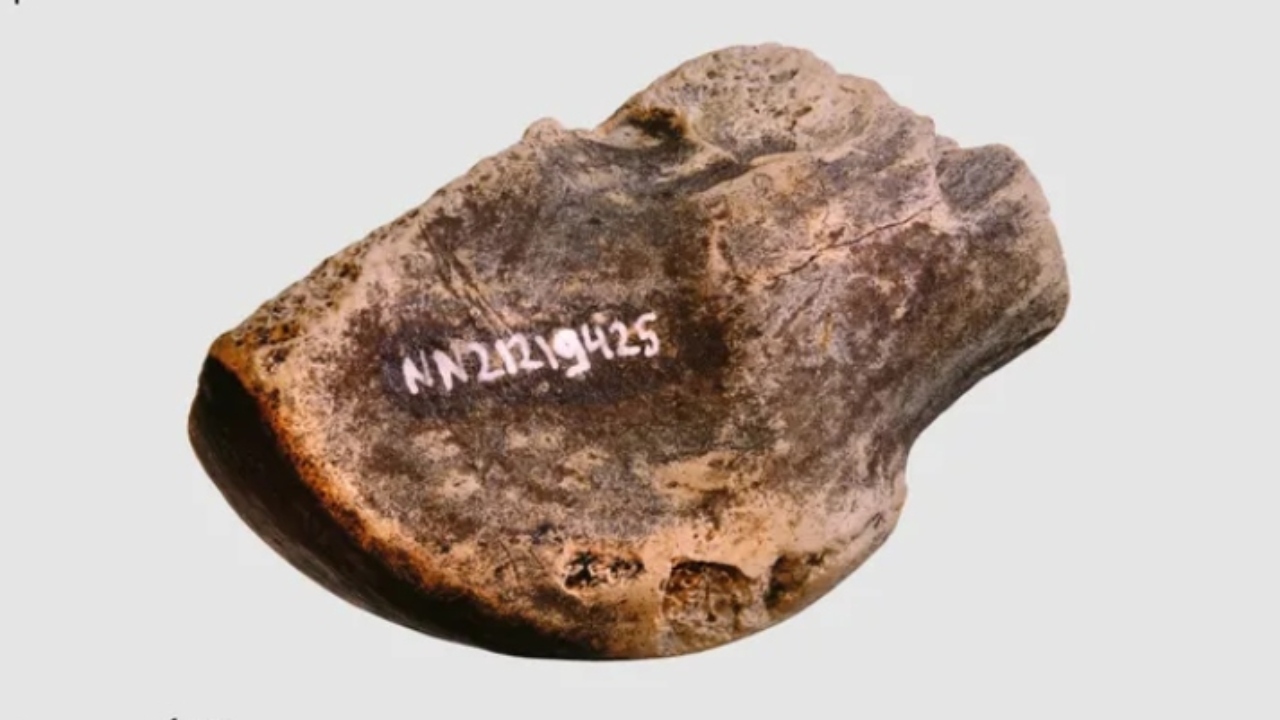 Antiga ‘fábrica de gordura’ de neandertais é descoberta na Alemanha