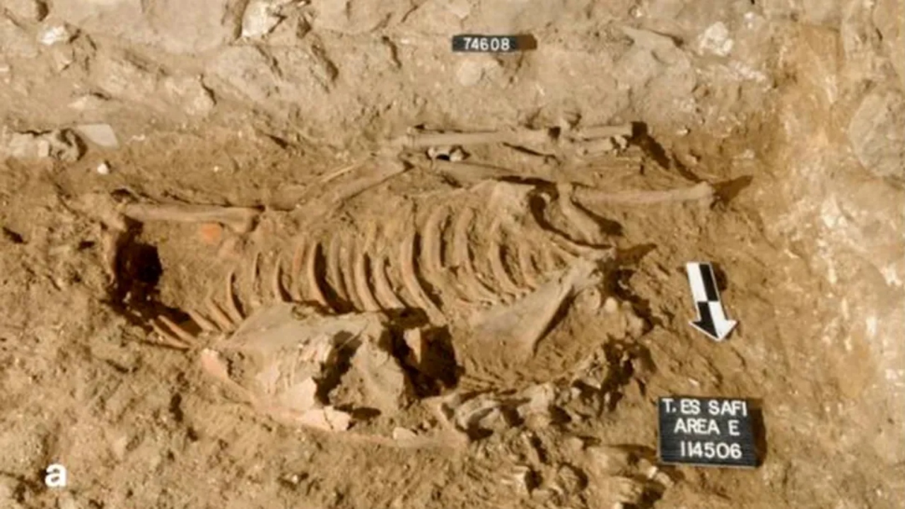 ‘Burro sacrificial’ decapitado de quase 5.000 anos é descoberto em Israel