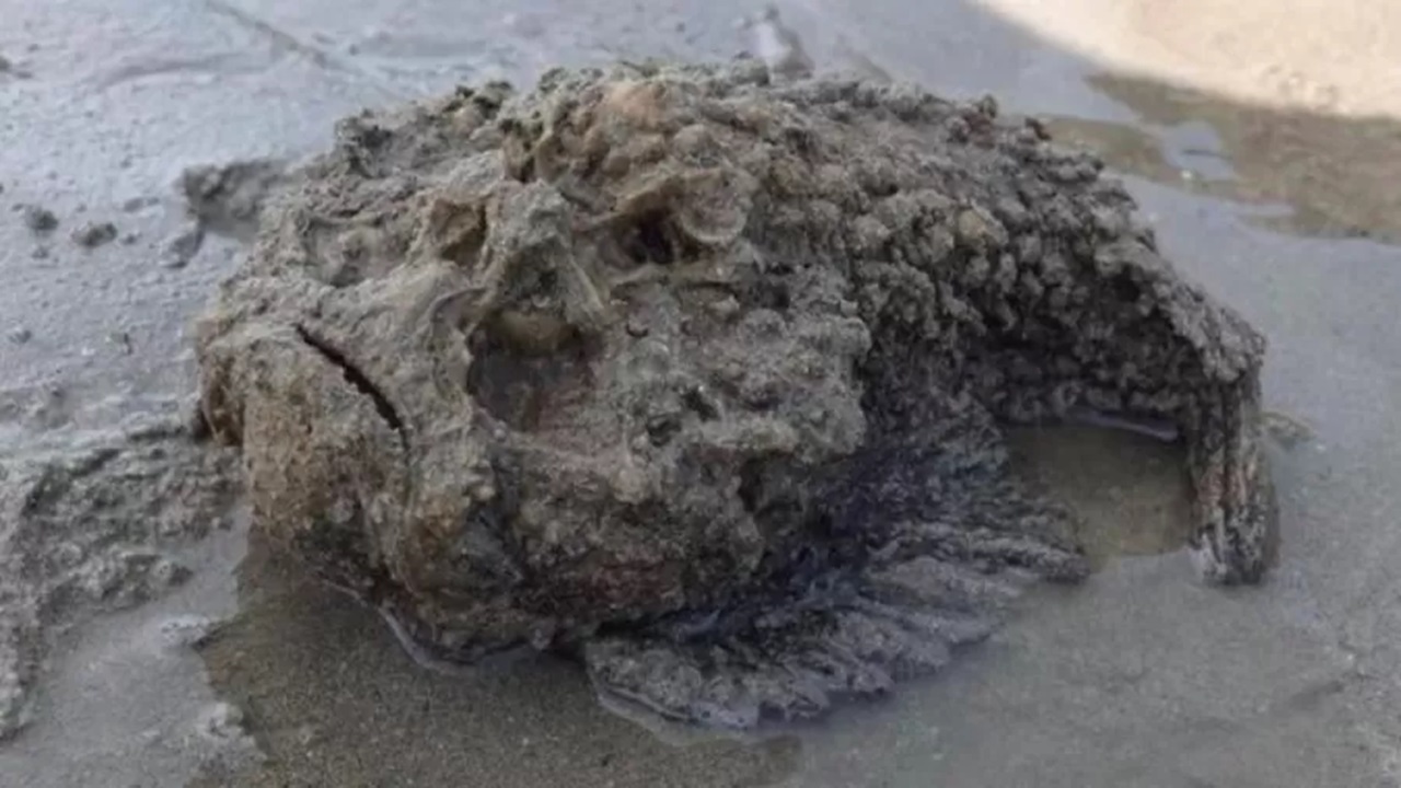 Onda de calor na Europa leva peixe mais venenoso do mundo ao mar da Itália