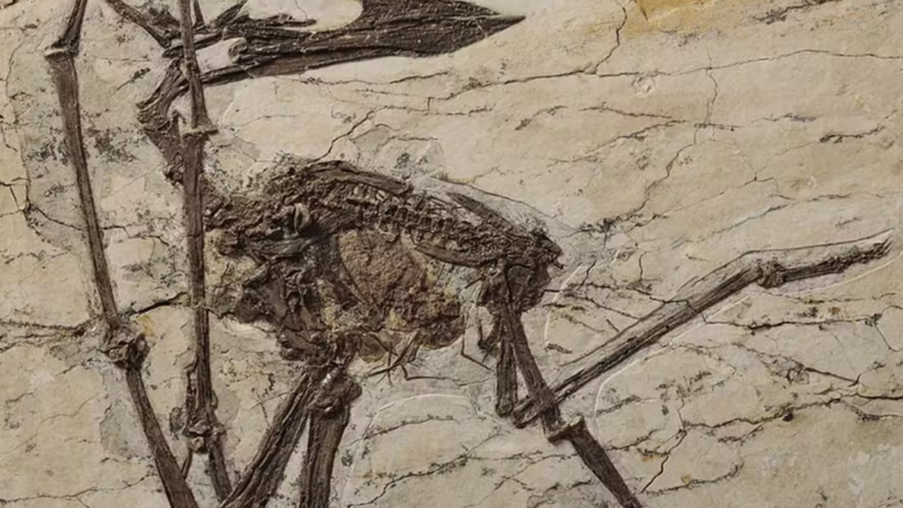 Pesquisa com participação brasileira descobre última refeição de pterossauro
