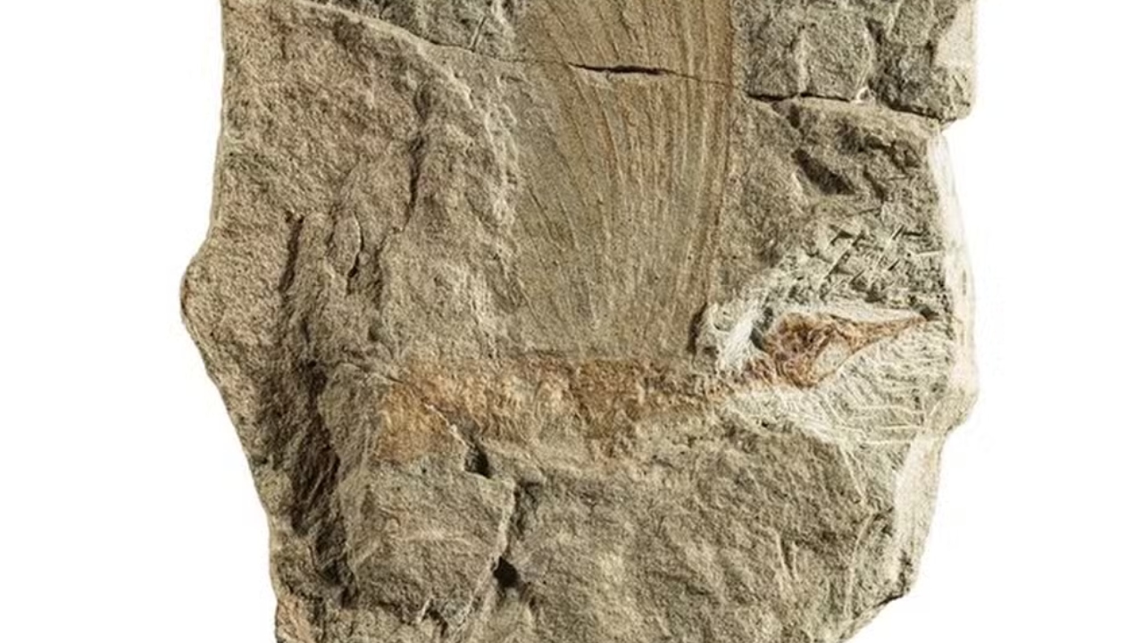 Paleontólogos alemães descobrem fóssil de réptil com penas