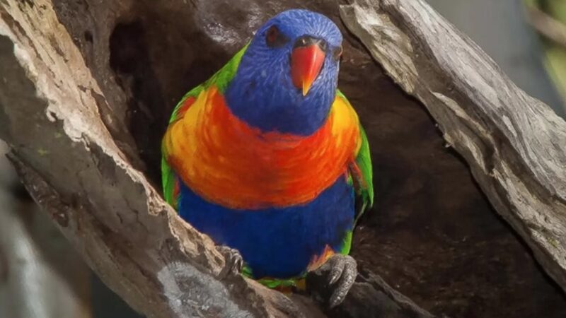Troca de sexo em aves selvagens pode ser mais comum do que se pensava