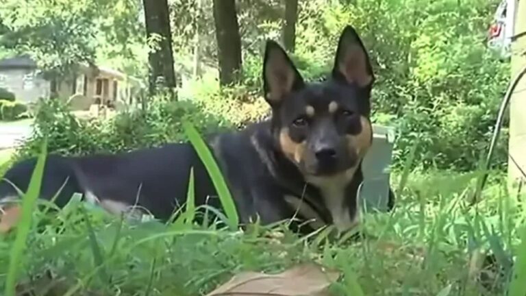 Cachorro do Alabama rastreia e leva ossada humana para casa