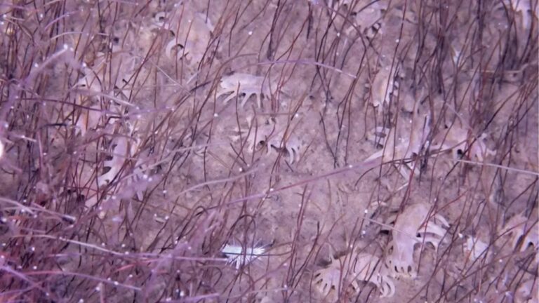 Cientistas descobrem ecossistemas quimiossintéticos no fundo do Pacífico