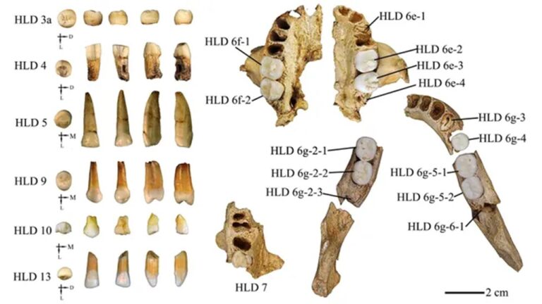 Dentes de 300 mil anos podem reescrever história da evolução humana na Ásia