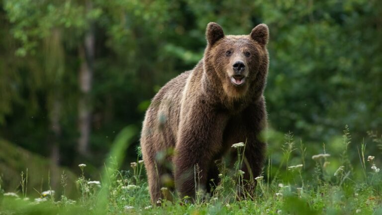 Homem é preso após matar o pai e dizer que tinha sido um ataque de urso