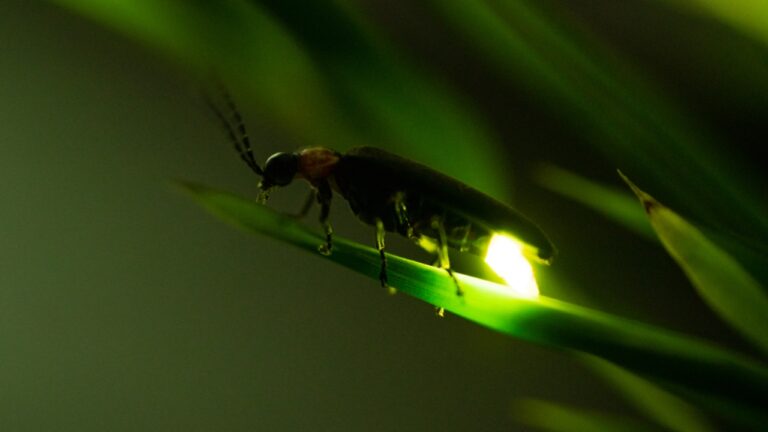 Vaga-lumes correm risco de extinção, e podem desaparecer em até 30 anos