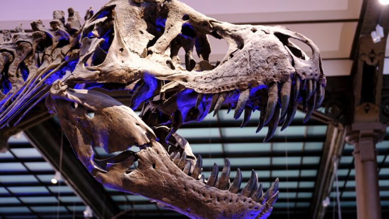 Dentes de dinossauro podem revelar como era o ar pré-histórico; entenda!