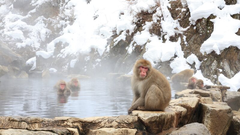 Descoberta revela que primatas sobreviveram em ambientes frios