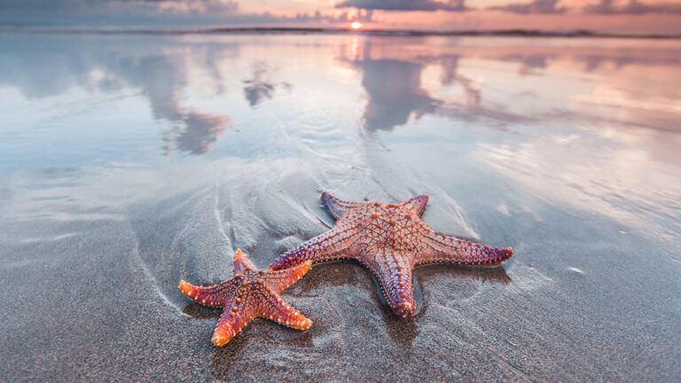Cientistas descobrem o motivo da morte de 5 bilhões de estrelas-do-mar