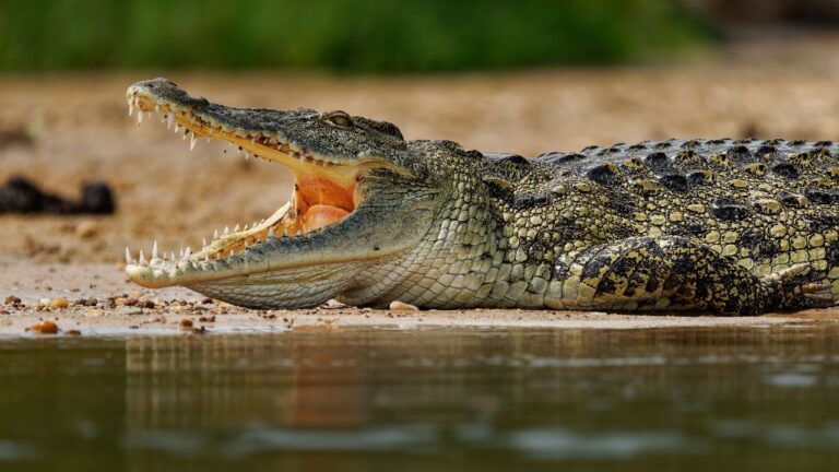 Novo crocodilo pré-histórico é descoberto no interior de São Paulo