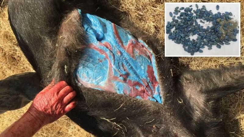 Carne azul neon em javaporcos gera alerta na Califórnia