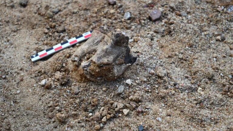 Arqueólogos descobrem oficina de ferramentas de 70 mil anos na Polônia