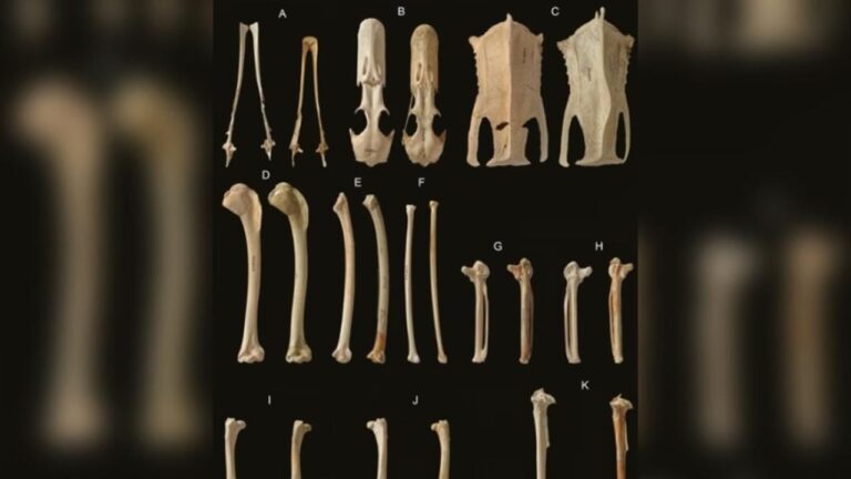 Biólogos descobrem espécie extinta de pato