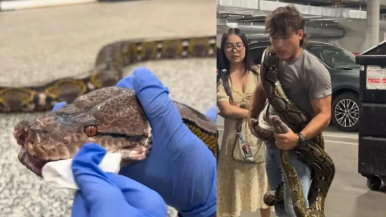 Homem resgata píton de 5 metros em caçamba de lixo em Los Angeles