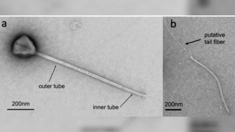 Cientistas descobrem vírus com a maior cauda já vista