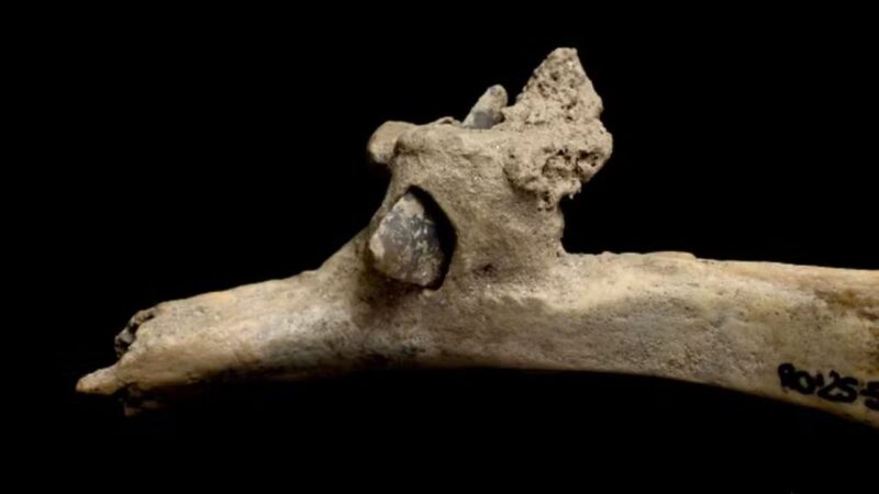 O indivíduo que foi atingido por flecha há 4 mil anos e sobreviveu