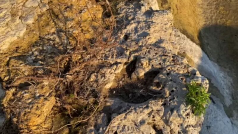Enchentes no Texas revelam pegadas de dinossauros com mais de 100 milhões de anos