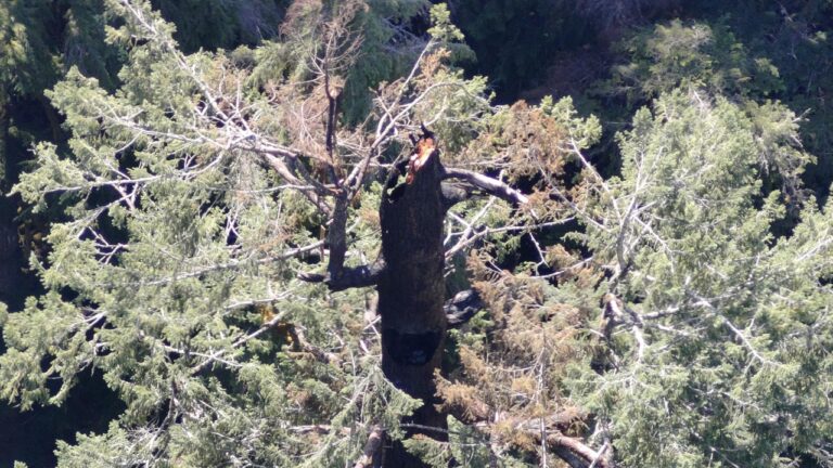 Uma das maiores árvores do mundo está pegando fogo nos EUA